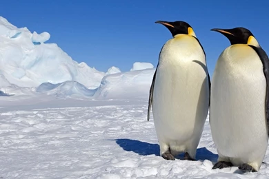 29 Emperor Penguin HD Wallpapers