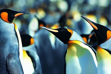 Penguin Wallpapers 1920x1080 Wallpapers,Penguin 1920x1080 ...