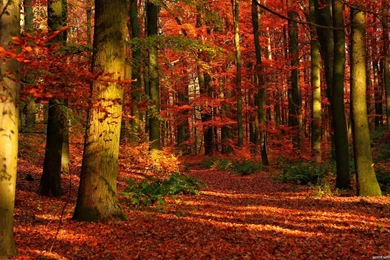 Wallpapers Nature.jpg