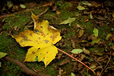 Cool Wallpapers Hd   1902331