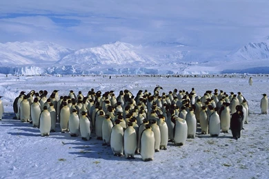 Wallpapers catalogue.com Antarctica Wallpapers Emperor Penguin ...