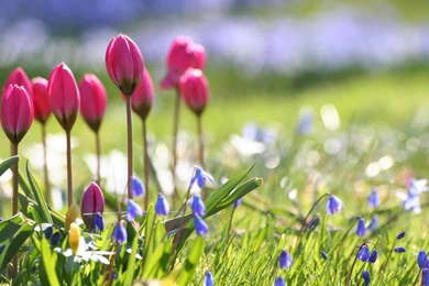 Spring Flowers Wallpapers HD