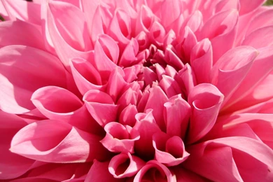 Spring Flowers Wallpapers & Pictures