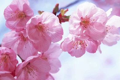 Spring Flowers Backgrounds Desktop   Wallpapers Cave