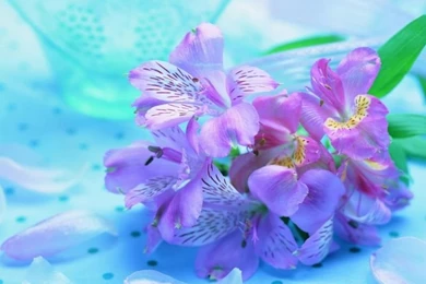 All Flowers Wallpapers Free Download 8 80 9 Charming Spring Flower ...