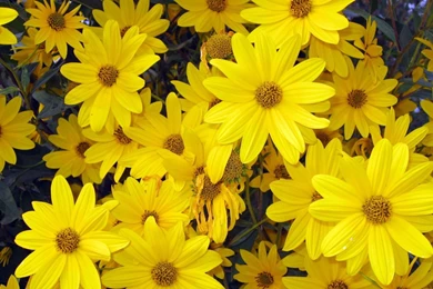 Natural Flower Wallpapers