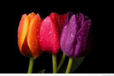 Awesome Spring Wallpapers With Flowers