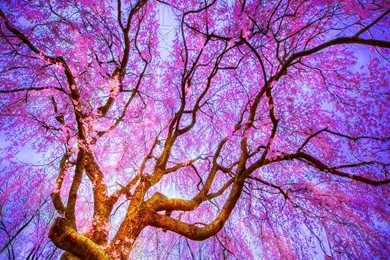 Gallery For   Pretty Spring Flowers Backgrounds