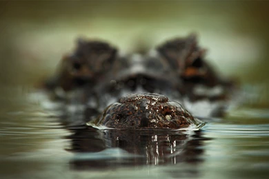 Download Wallpapers 3840x2160 Face, Crocodile, Water, Scary ...