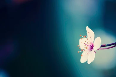 Spring flower background.jpg