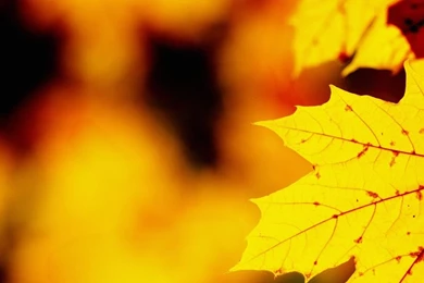 Wallpapers Full Hd 1080 X 1920 Smartphone Autumn Leaves   1080 X ...