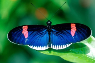 Wallpapers: Butterfly Wallpapers