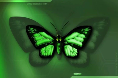 3D Butterfly Wallpapers Free