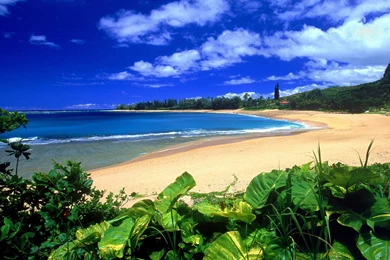 Hawaii Beach Image Hd Wallpapers