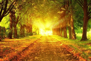 Autumn Scenes Wallpapers 2   Seasonal   Crazy Frankenstein