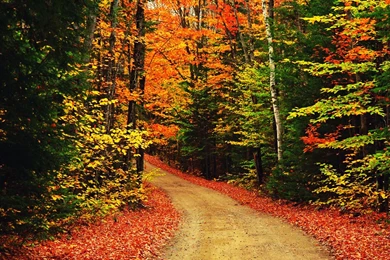 Autumn Scenes, Scenic, Nature, 1920x1200 HD Wallpapers And FREE ...