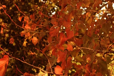 Fall Desktop Wallpapers Free All Wallpapers New