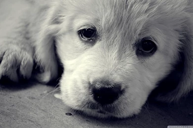 Sad Eyes HD Desktop Wallpapers : Widescreen : High Definition ...