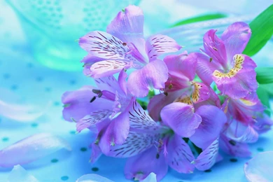 Beautiful flower images hd background wallpaper 21.jpg