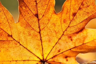 HD 640x960 Nature iPhone 4 Wallpapers