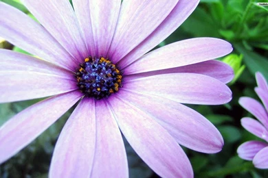 Pretty Flower Backgrounds   Wallpapers Cave