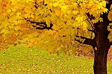 Iphone 5 wallpapers hd 3498 key3p.jpg