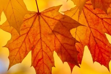 Wallpapers For iPhone 6 With Autum Leaves