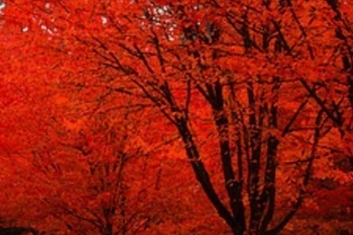 Download Autumn Iphone Wallpapers 1080p