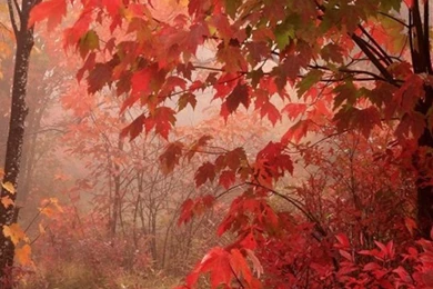 Iphone 4s Fall Wallpapers   ... Wallpapers, Iphone 5 Vintage ...