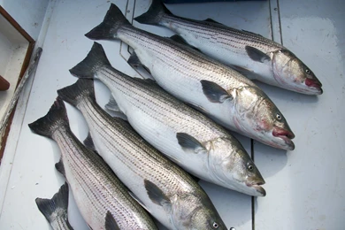 1600x1200 More Delaware Bay Striper Fish Desktop PC And Mac Wallpapers