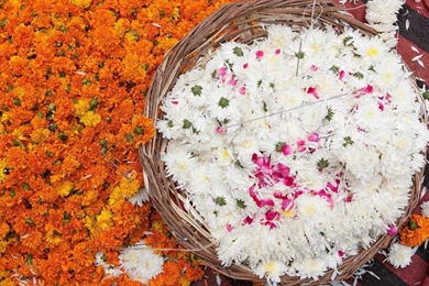 Eat Pray Love (2010) Flowers Chrisanthemums Widescreen Wallpapers ...