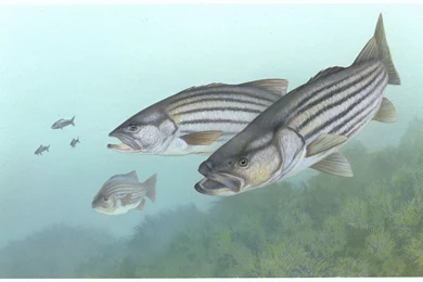 Striped Bass, Omega 3 And Sustainability