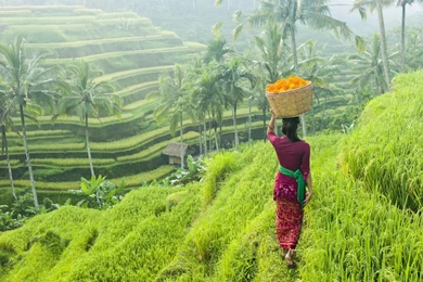 ABOUT BALI   Bali For Crew Bali For Crew