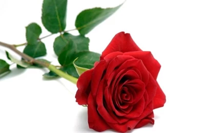 Beautiful Red Rose Wallpapers Http://www.acenature.com/beautiful ...