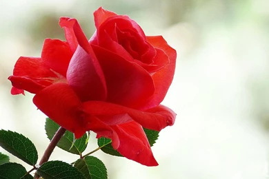 Pretty Red Rose   (