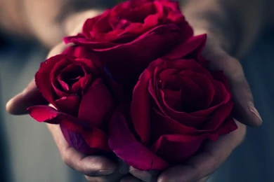 Gorgeous Roses: The Meaning Of Rose Colors [35 PICS]