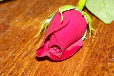 Download Single Rose Wallpapers In Red, Pink Color
