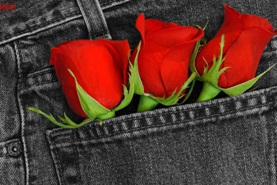 Red Roses Wallpapers
