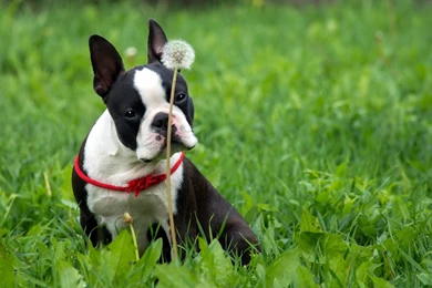 2 Boston Terrier HD Wallpapers