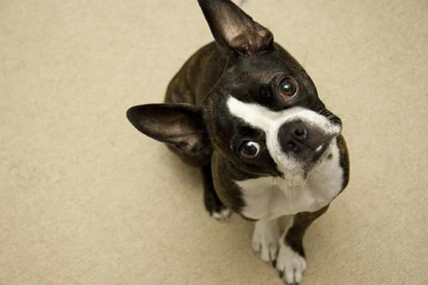 Boston Terrier Wallpapers   Wallpapers Cave