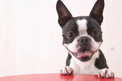Boston Terrier Wallpapers   Wallpapers Cave