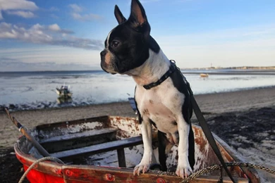 Lucy boston terrier_34777_990x742.jpg