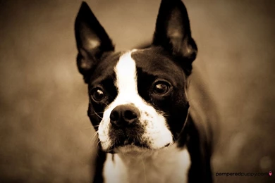 Cute Boston Terrier Wallpapers