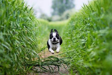 Boston Terrier Puppies Wallpapers   2560x1600   1226566