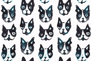 Boston Terrier