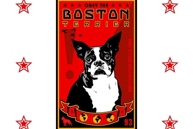 Boston_terrier_wallpaper800.gif