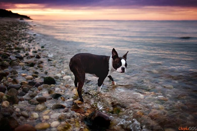 Boston Terrier On The Beach. Watch Widescreen Pictures Of Adult ...