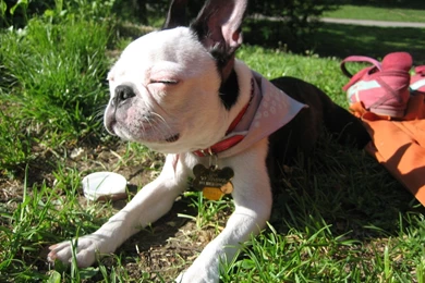 Boston Terrier   All Small Dogs Wallpapers (14496645)   Fanpop