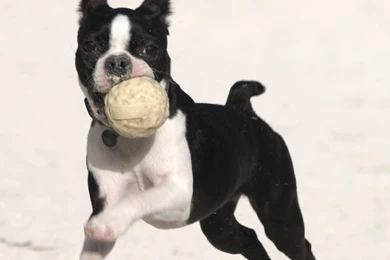 Lovely Boston Terrier Dog Photo And Wallpaper. Beautiful Lovely ...