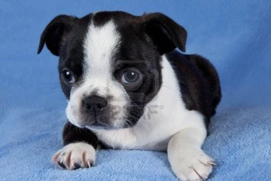 Boston Terrier Mix   Wallpaper.